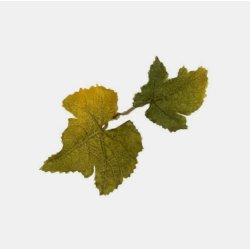 Novritsch - Leaf Camo LC1, Lime