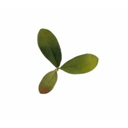 Novritsch - Leaf Camo LC2, Emerald