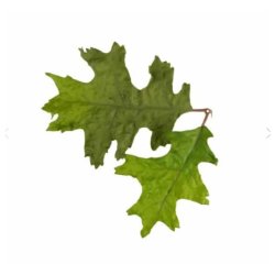 Novritsch - Leaf Camo LC4, Green